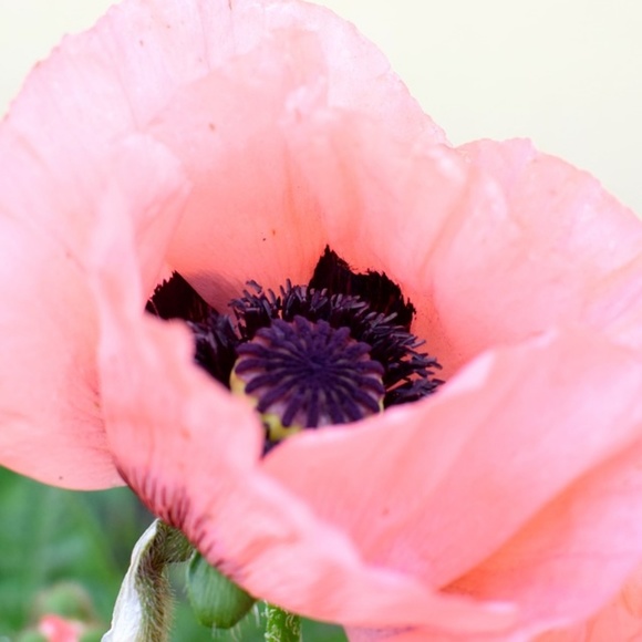 Meet your Posher, Cindy - Picture 1 of 1